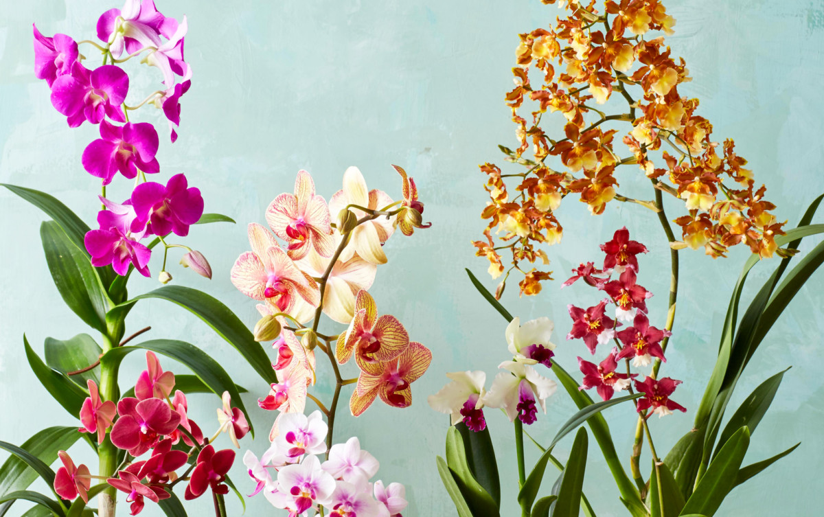 What you need to know about growing orchids in Southern California