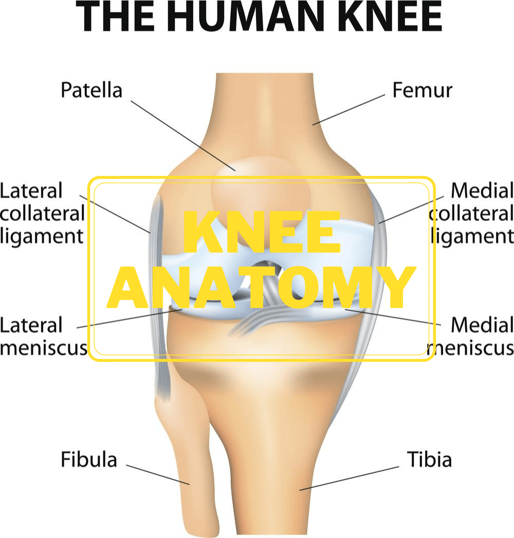 Anatomy Of The Knee to SYS MEDTECH INTERNATIONAL PRIVATE LIMITED