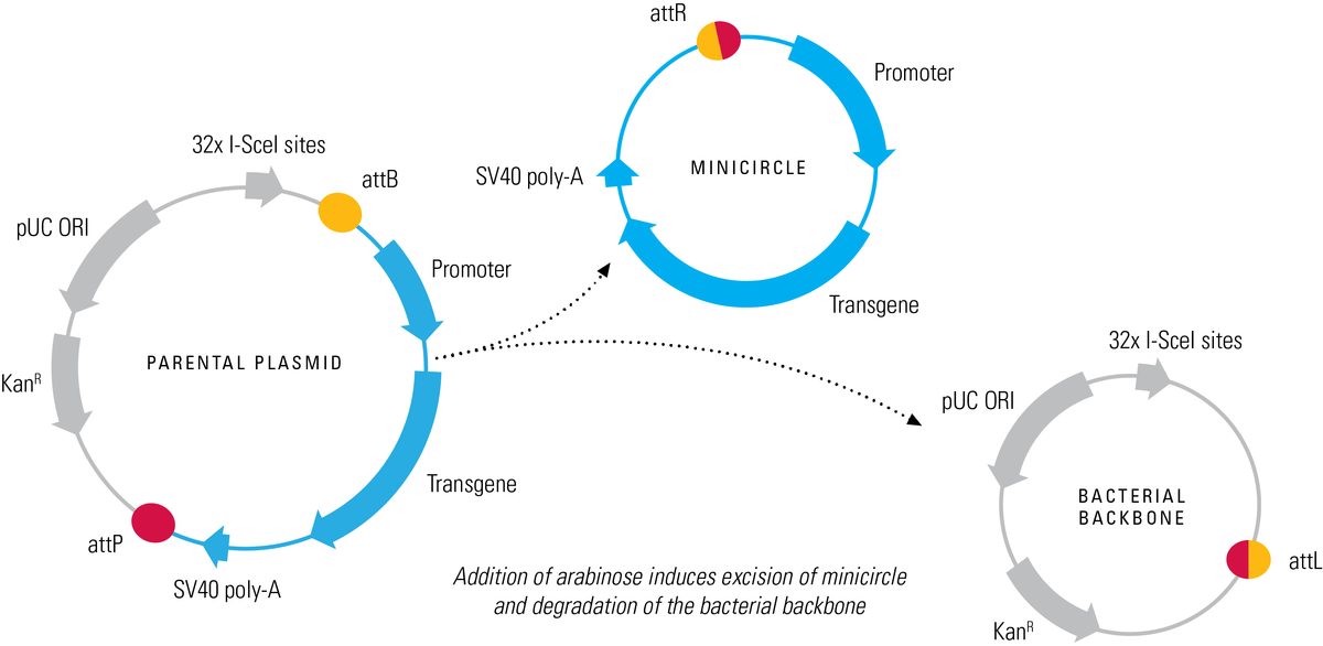 Minicircle Services System Biosciences