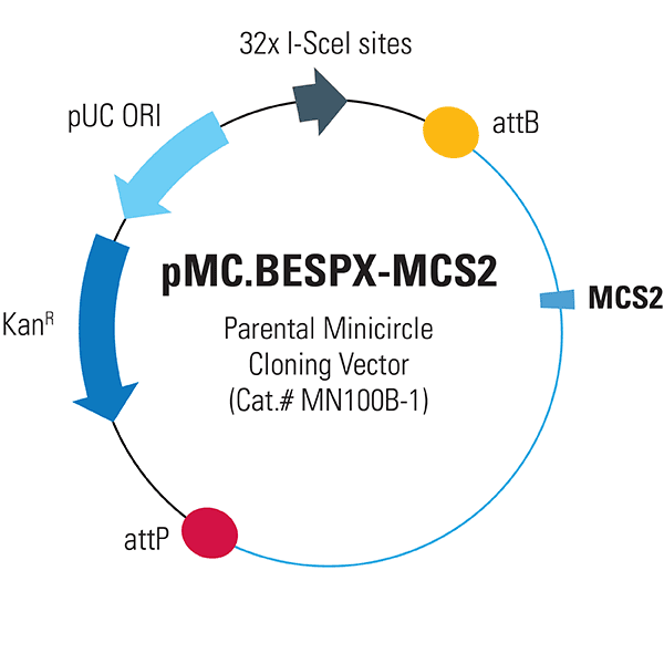 pMC.BESPXMCS2 Empty Parental Minicircle Cloning Vector System