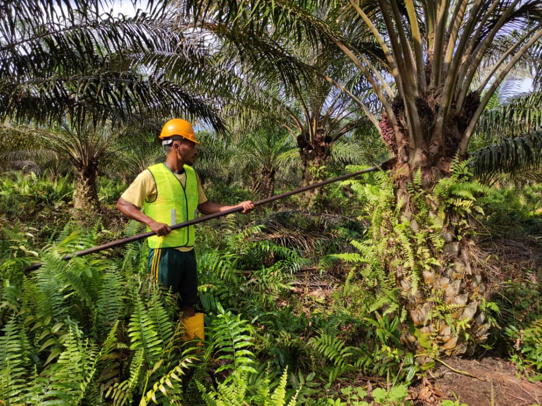 Oil Palm Plantations Ta Ann Group