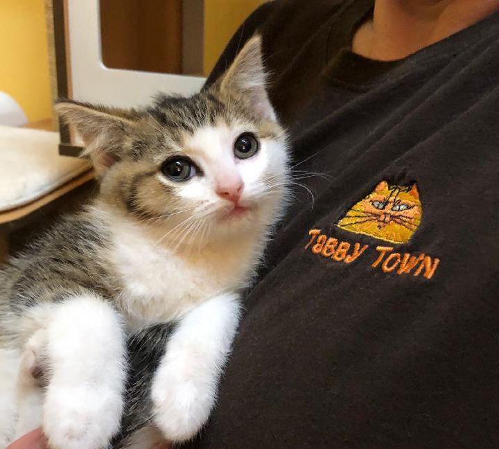 Tabby Town Rescue Partners