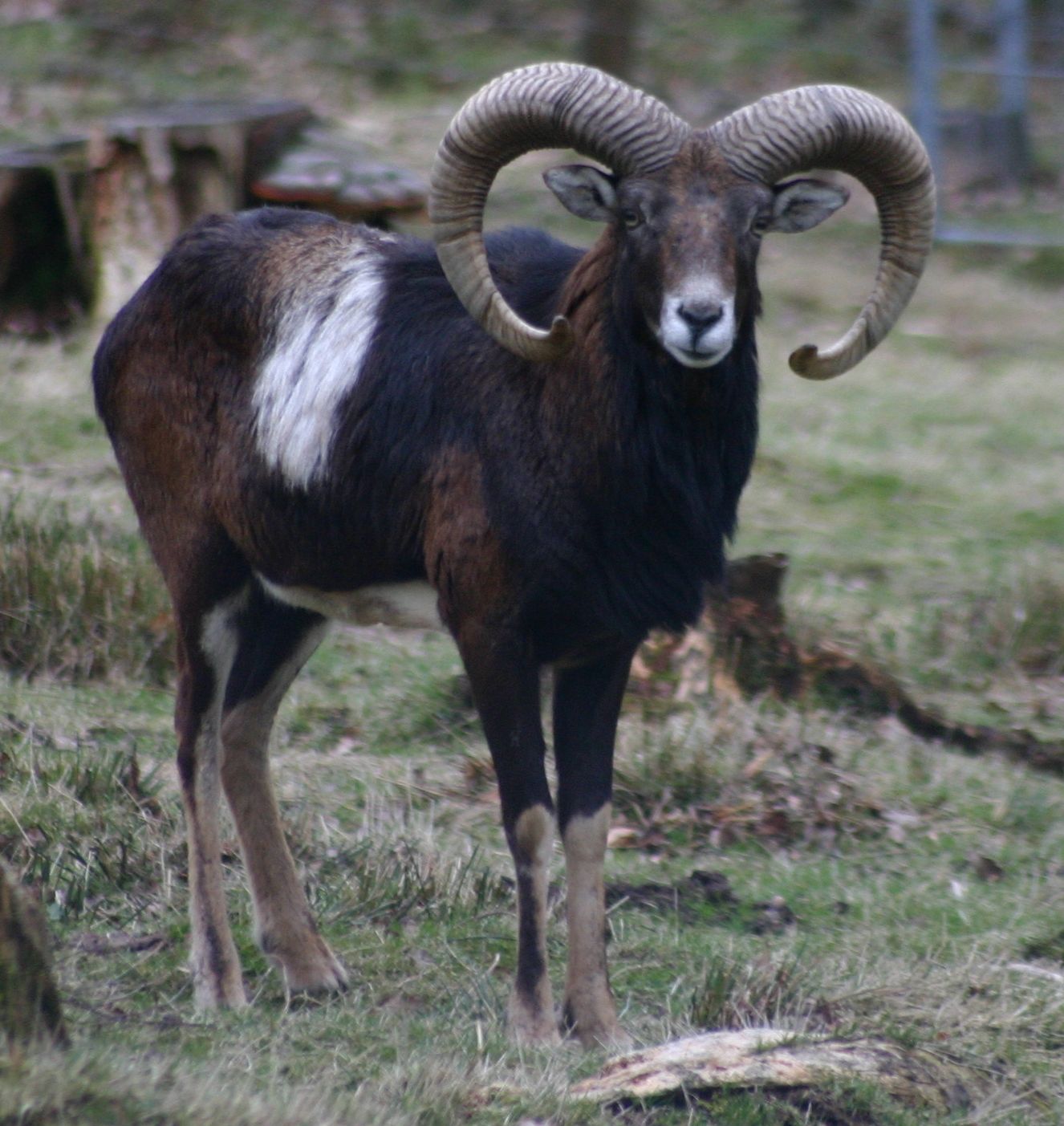 Mufflon / Muffelwild