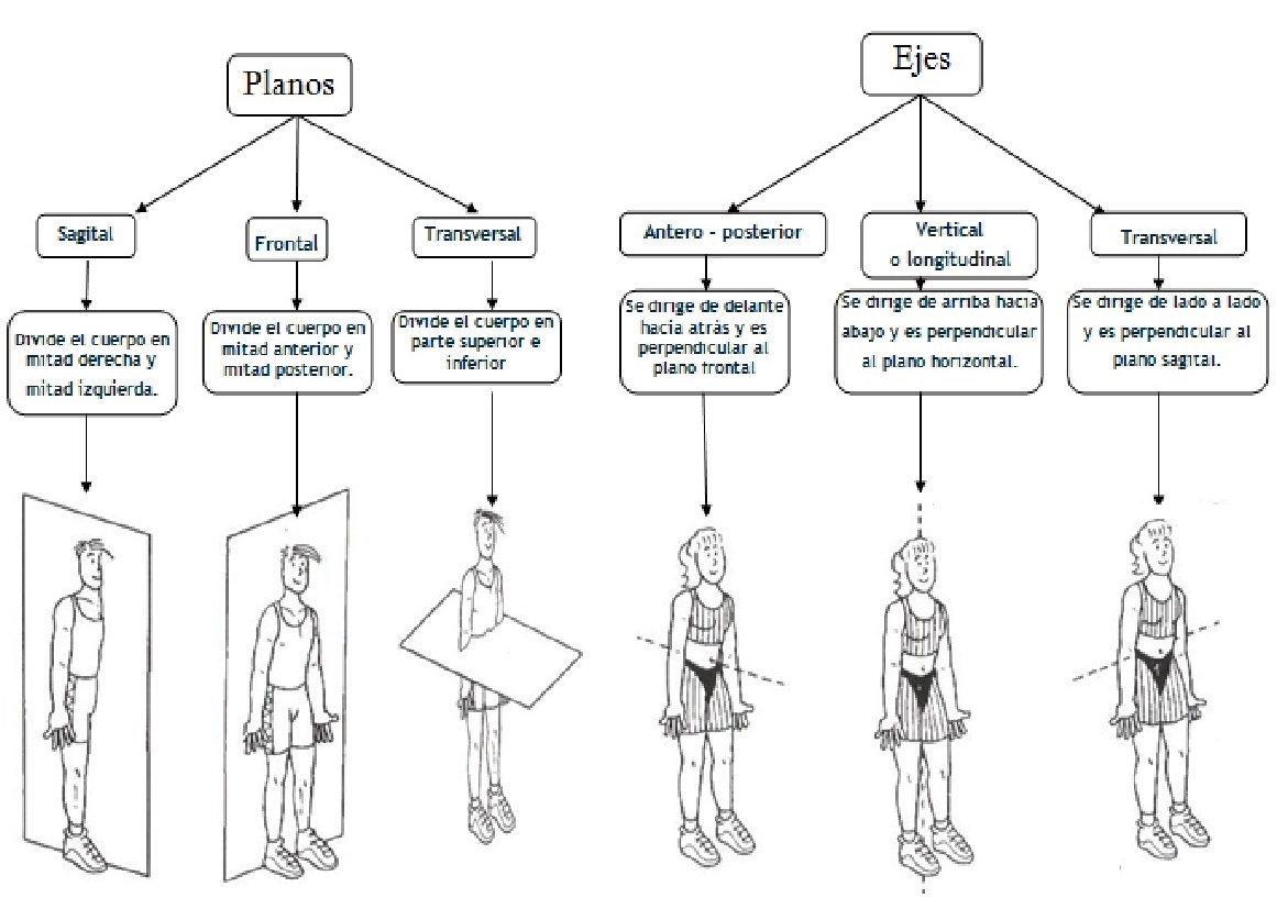 Ejes y Planos Anatómicos Aparato Fundamentos