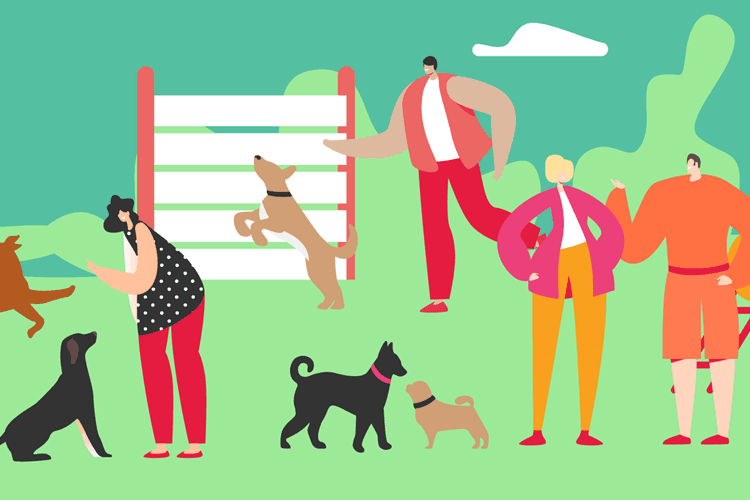 What You Need to Do to a Dog Trainer TAFE Courses Australia