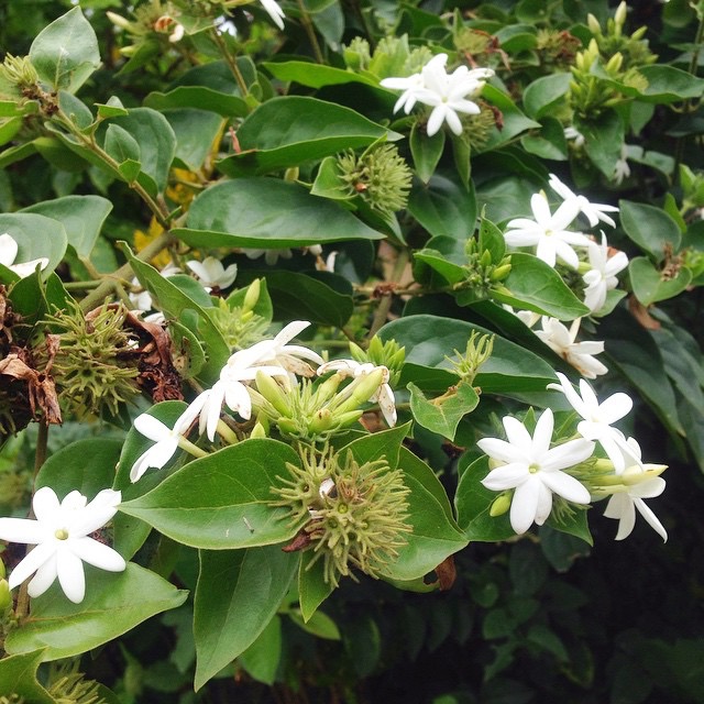 Sampaguita Flower Language Best Flower Site