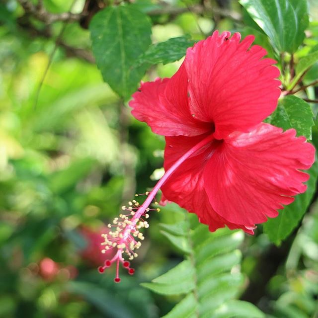 😱 What is gumamela flower. How many petals does gumamela have?. 20221006