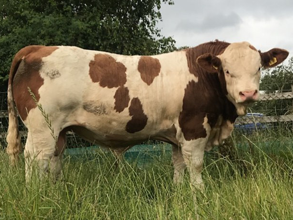 Sapi Limosin Dan Tiga Jenis Sapi Yang Cocok Buat Kurban