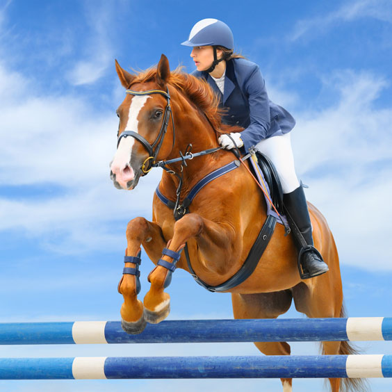 Equestrian Definition, Information, and Related Tags