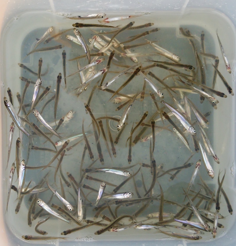 余呉湖わかさぎ釣り つり具豊富フィッシングイチバン・エイト大阪・神戸・京都の大型釣具店