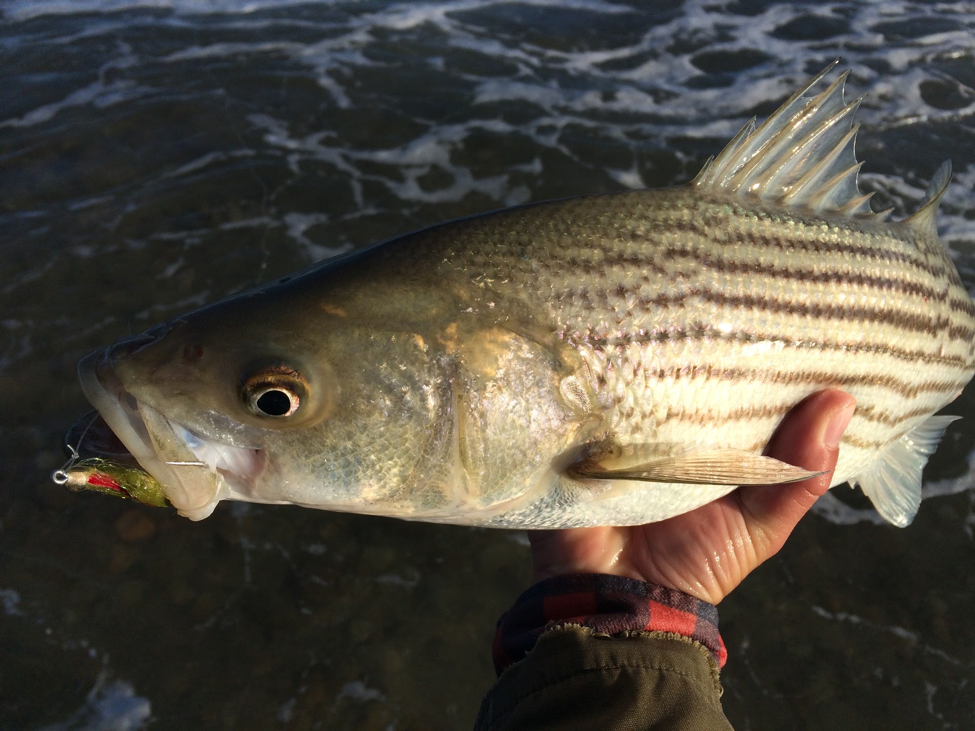 Fly fishing for striped bass Tail Fly Fishing Magazine