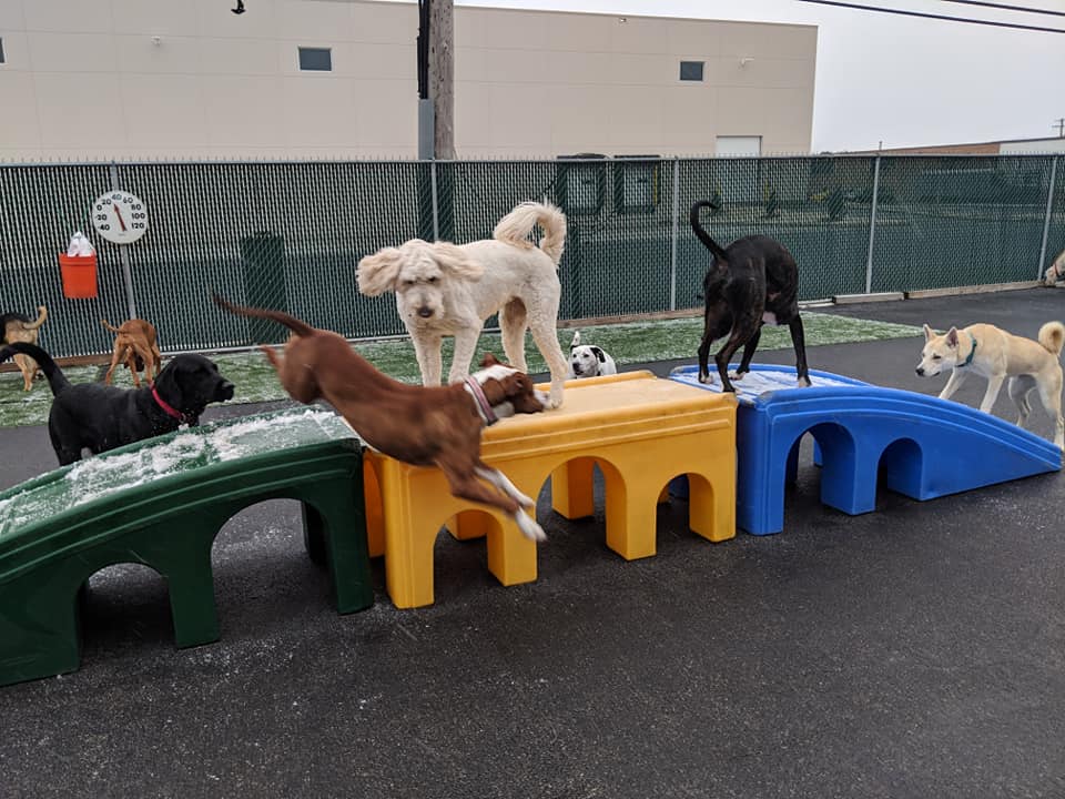 Doggy Day Care Doggie Day Care Dog Boarding Elmhurst Tailgate for