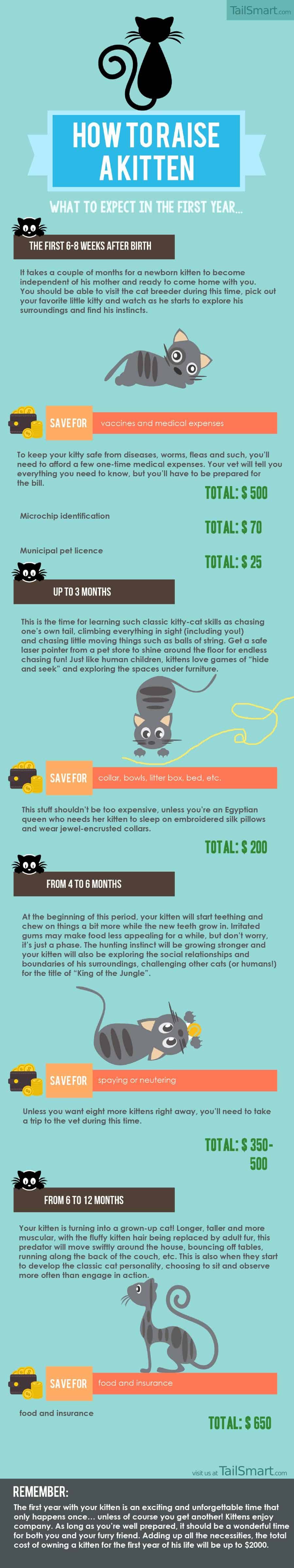 How to raise a kitten .. what to expect in the first year