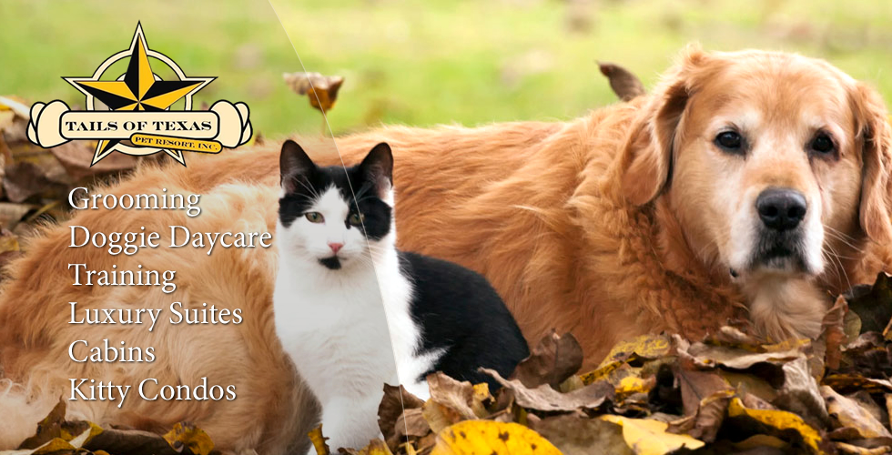 Grooming in Cypress Tails Of Texas Pet Resort