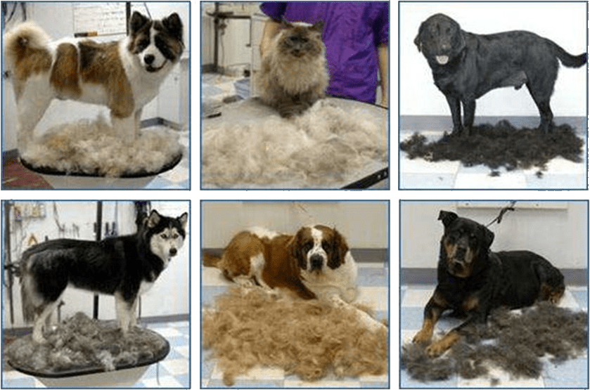 Grooming in Cypress Tails Of Texas Pet Resort