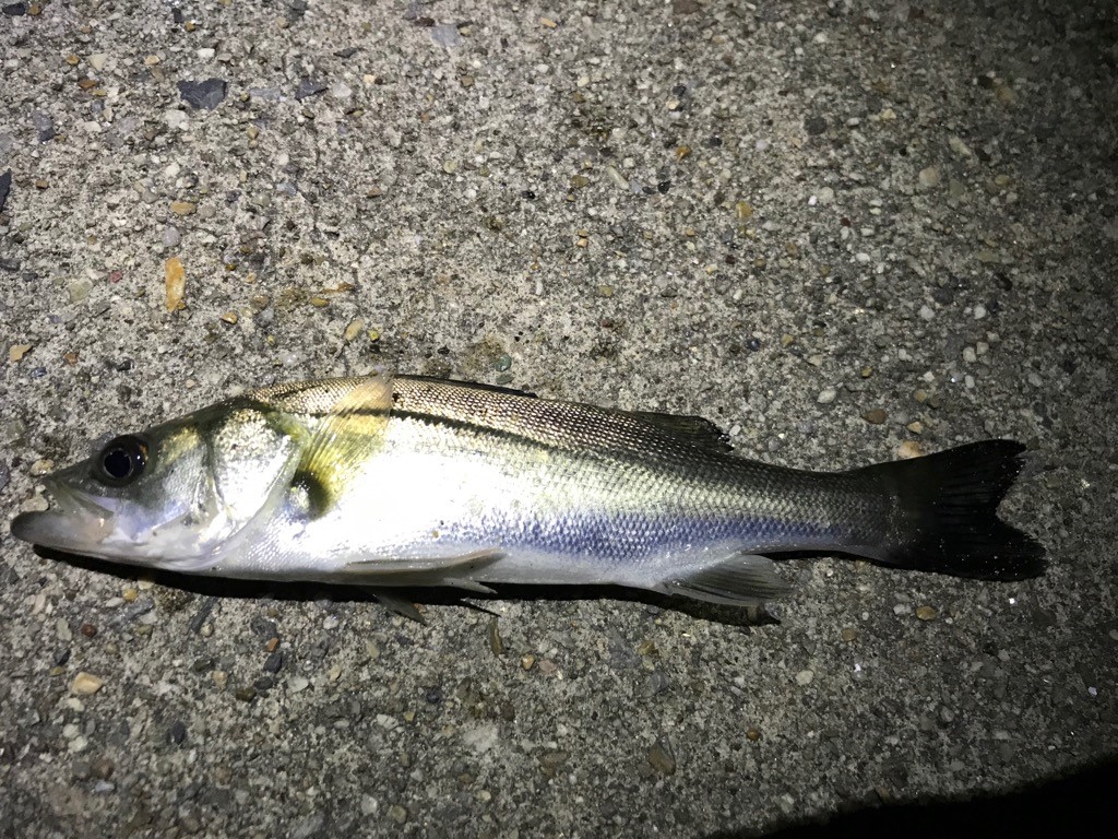 タイヤ館大府釣り日記【第5弾】 スタッフ日記 タイヤ館 大府 愛知県・三重県のタイヤ、カー用品ショップ タイヤからはじまる