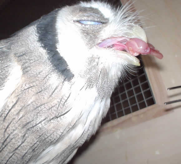 ふくろうの飼育・・・9『やっぱり、猛禽類』【梟ふくろうの写真】 ふくろう プロ読書家 高木尋士