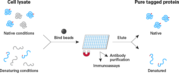 beads for protein purification