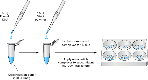 Increase transfection efficiency and cell viability with Xfect