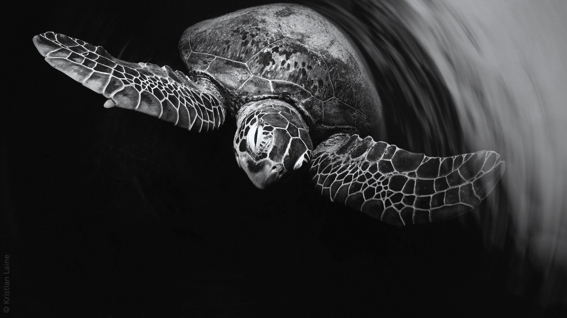 Take 3 Partners with Underwater Photography Tour Awards 2022 Take 3