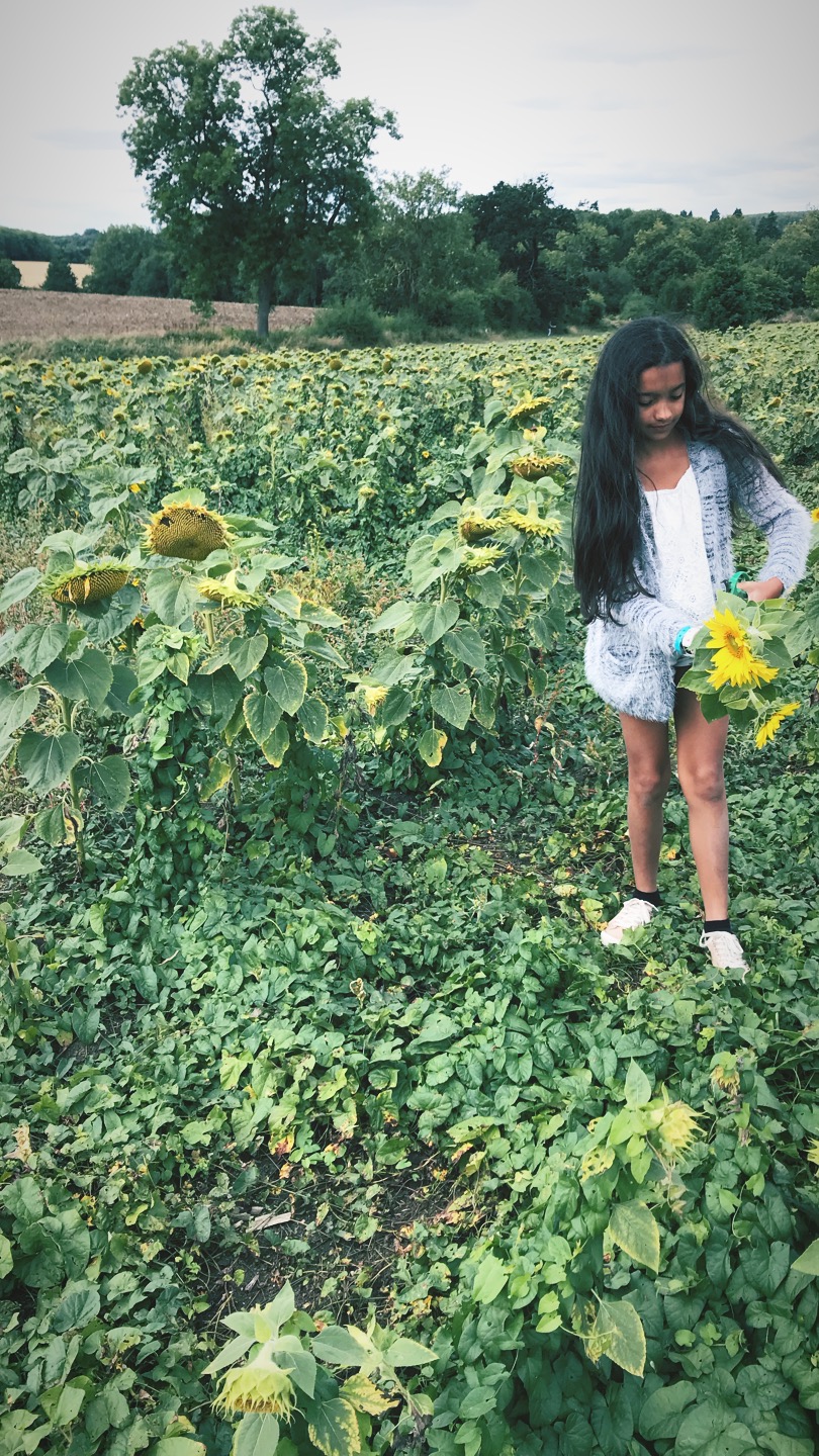 sunflower picking Take it From Mummy