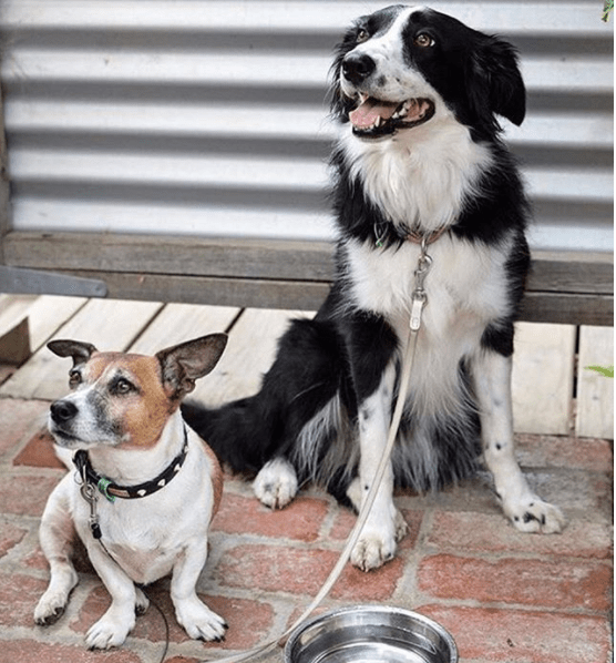 Our Picks for PetFriendly Cafes and Coffees in Melbourne