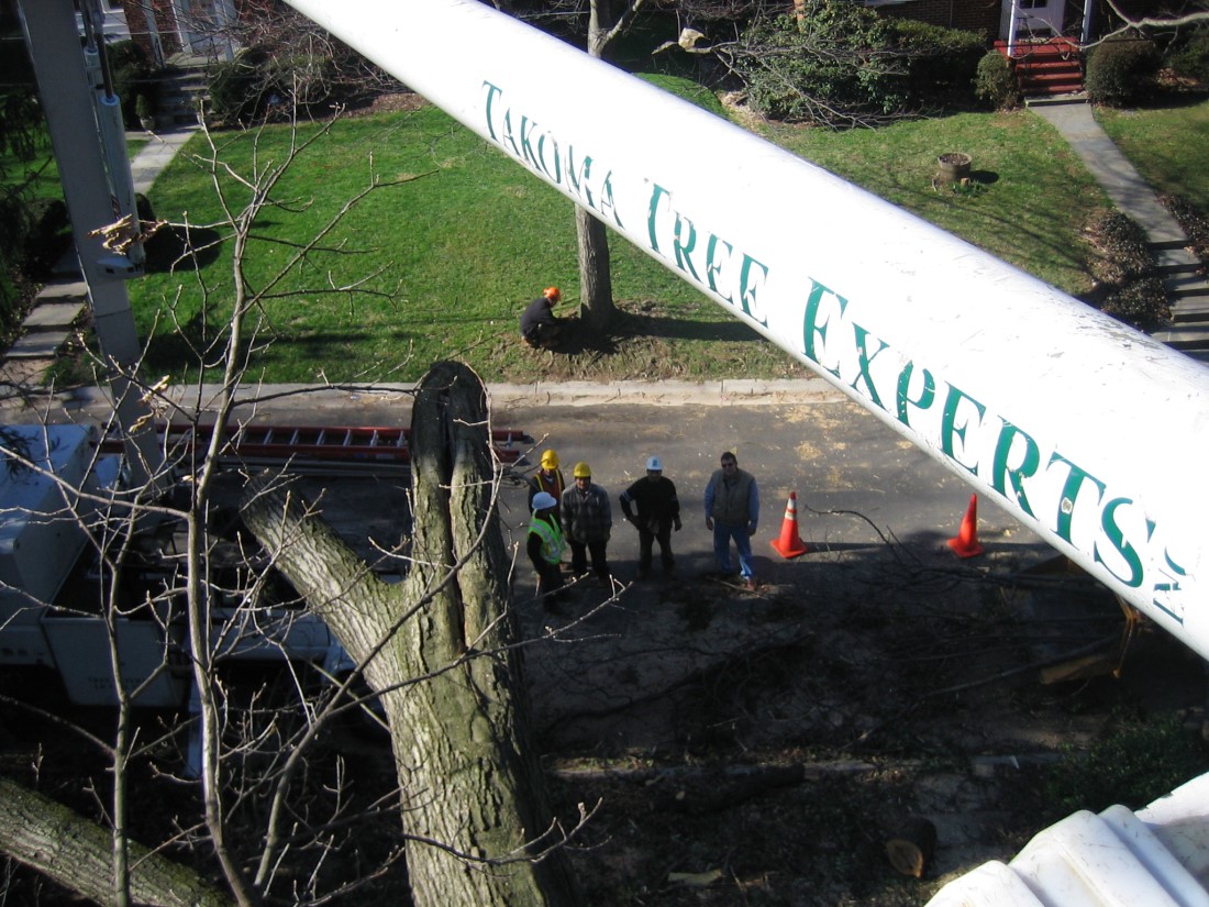 Tree Cutting Services Kensington MD Takoma Tree Experts, LLC