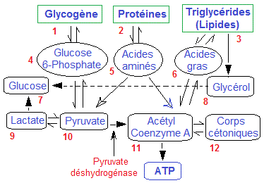 Metabolisme Energetique Qcm