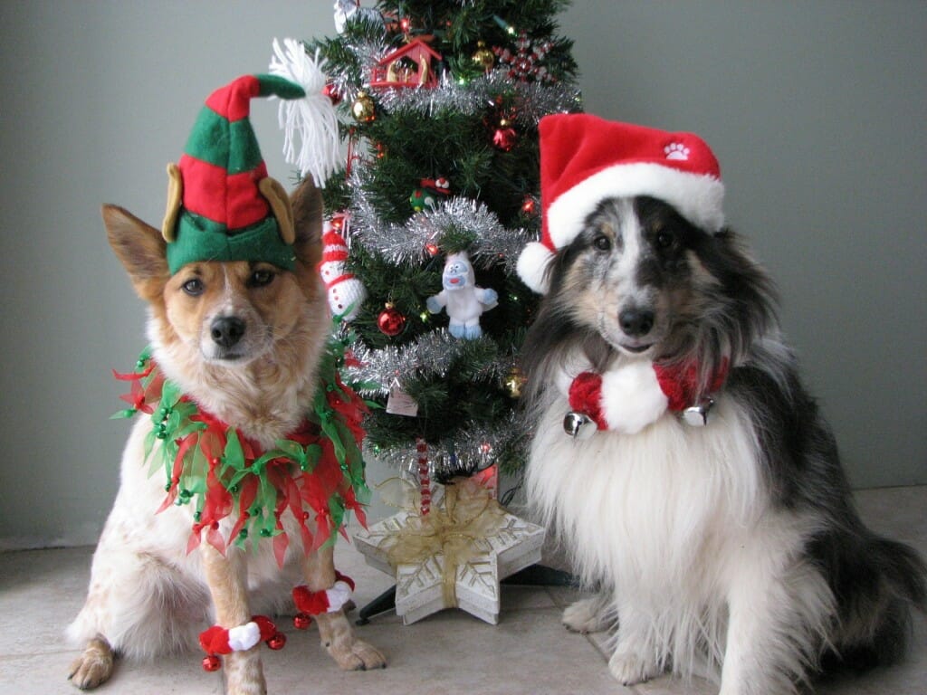 20 Best Dressed Dogs Photos Talent Hounds