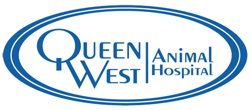 Queen West Animal Hospital Talent Hounds