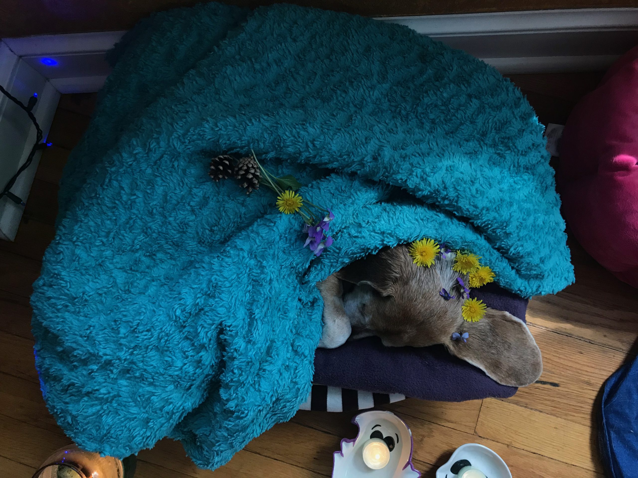 How to Care for a Deceased Pet at Home TalkDeath