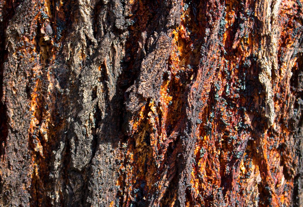 Ironbark trees part of the Australian lexicon Talking Trees
