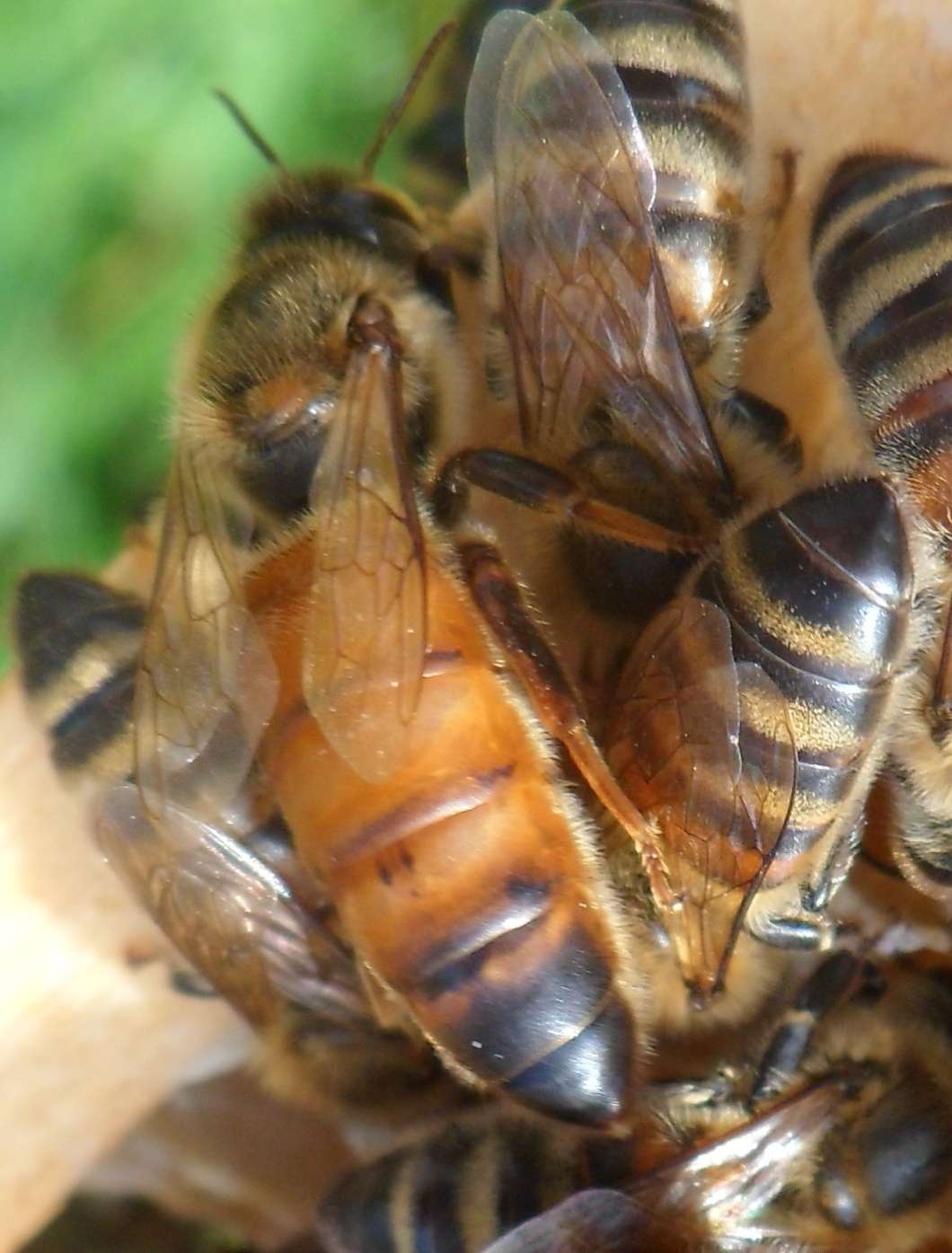 Honeybee Photos Photos Of Queen, Workers & Drones Talking With Bees(014)