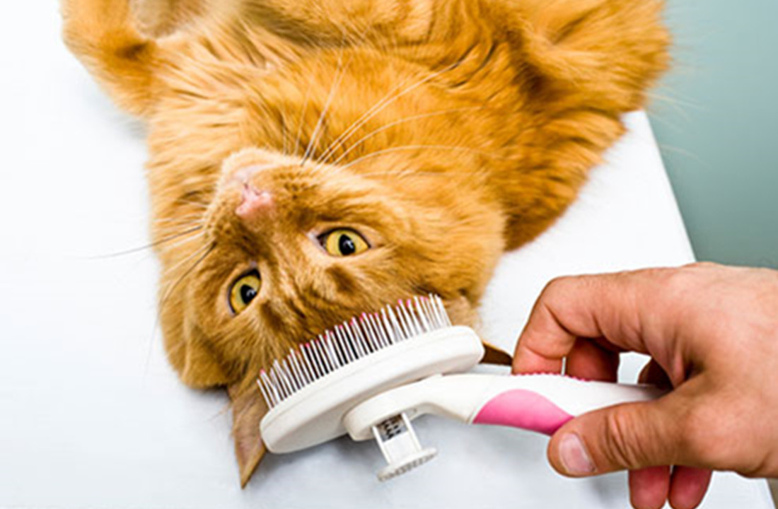 Reasons For Using Cat Brushes And Combs For Your Cat Grooming. Talk Pets