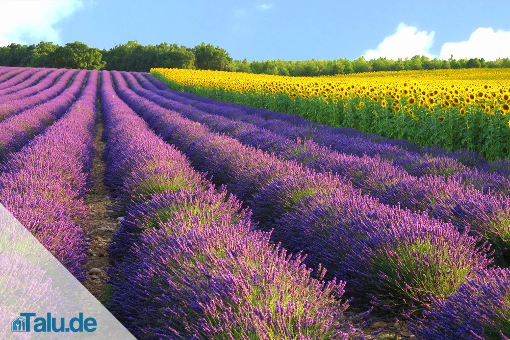 Blütezeit von Lavendel in Deutschland und der Provence Talu.de