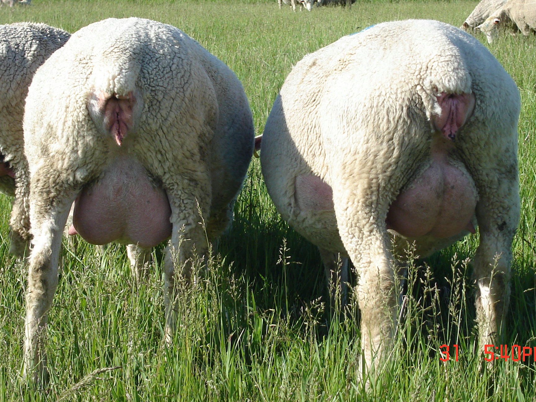 Some Photos of the Tamarack Flock Tamarack Lamb & Wool