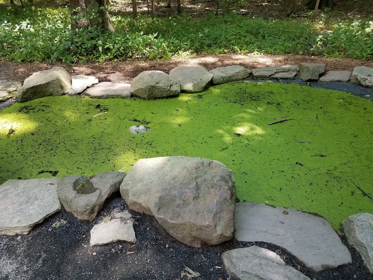 How to Get Rid of Pond Algae