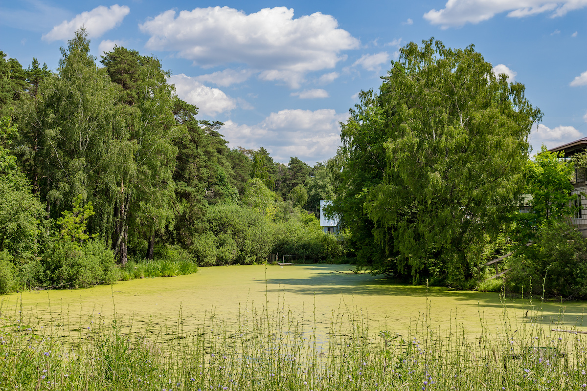 How to Get Rid of Pond Algae