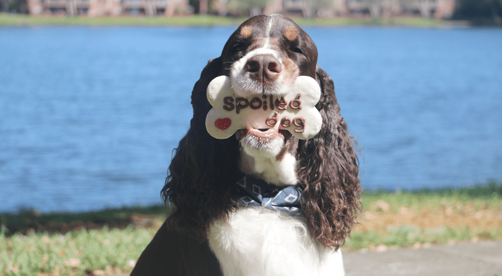 Council Blook Picture Archive