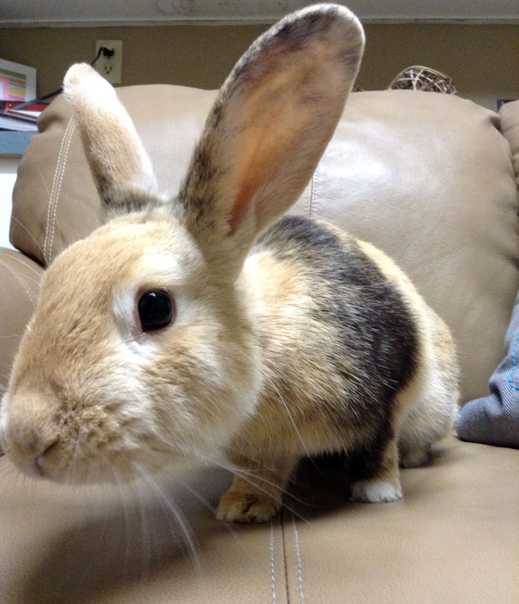 My rabbit (1 yr old mini lop) has been eating