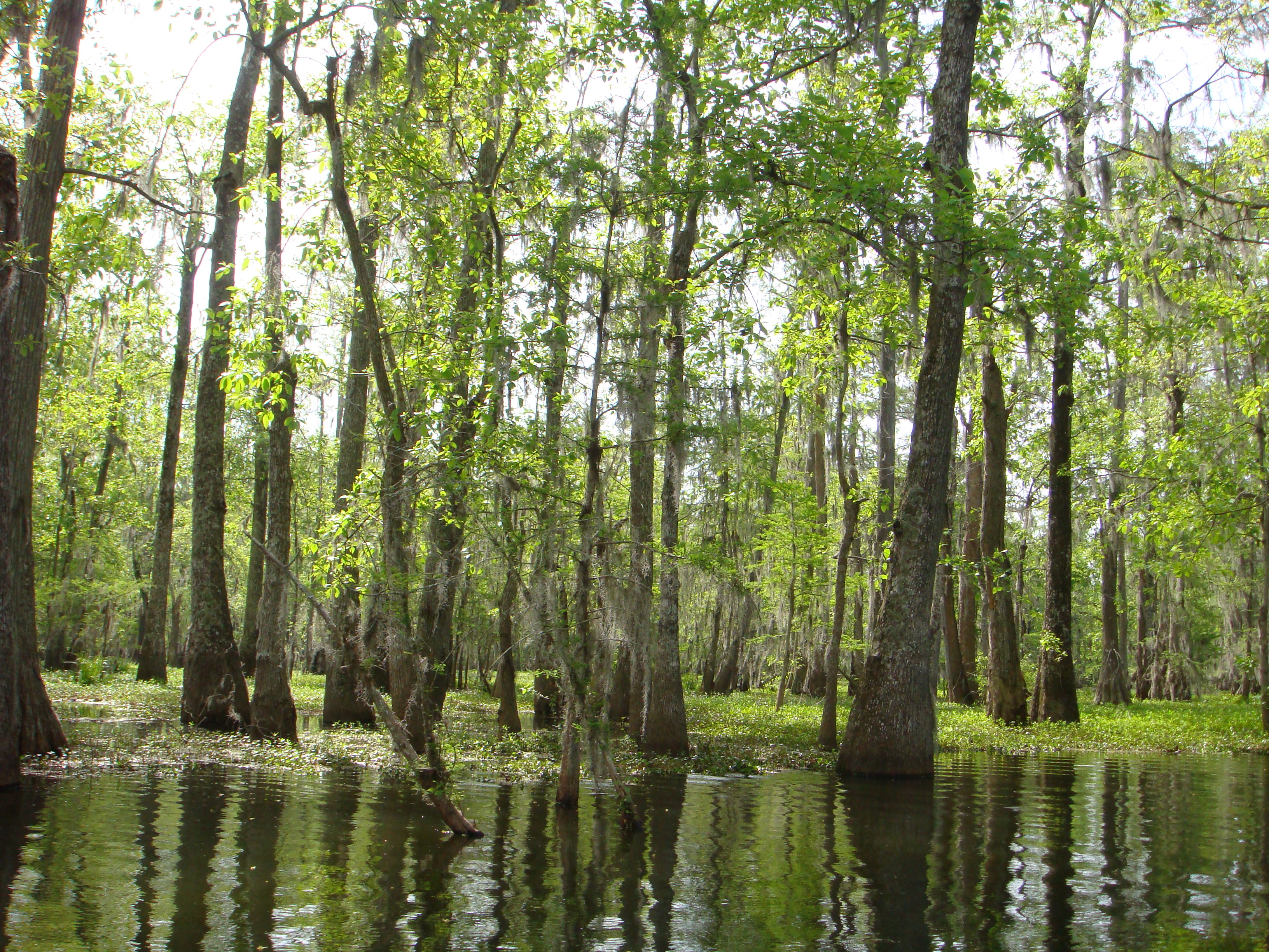 Wanderlust, Wonder, and Bayou Teche