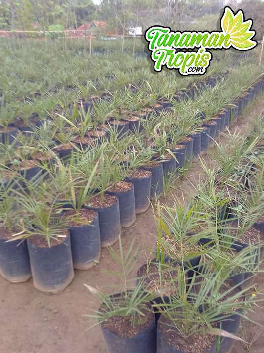 Jual Bibit Tanaman Kurma KL 1 Kurma tropis Thailand (ASLI)