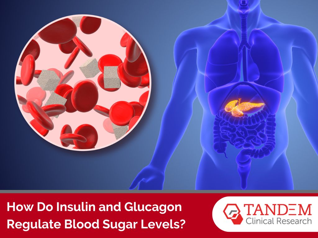 How Do Insulin and Glucagon Regulate Blood Sugar Levels? Tandem