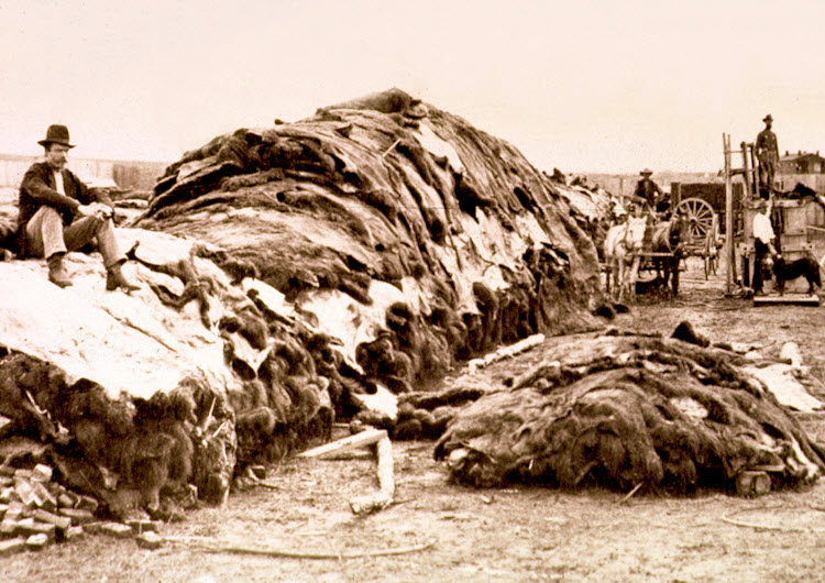 CLASS NOTES Indian Wars and Mass Slaughter of Bison (A History of the World since 1300)