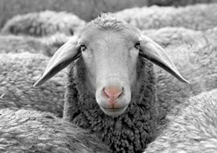 CLASS NOTES Calvin est la prédestination (Calvin Histoire et