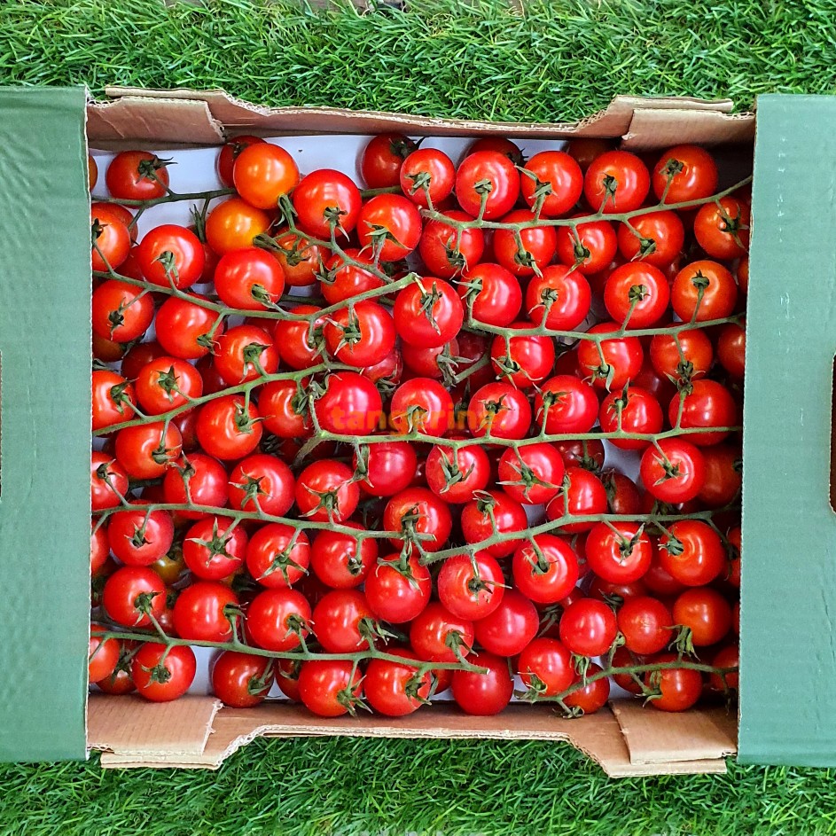 Cherry Tomato on Vine in Bulk (3kg) tangerine.