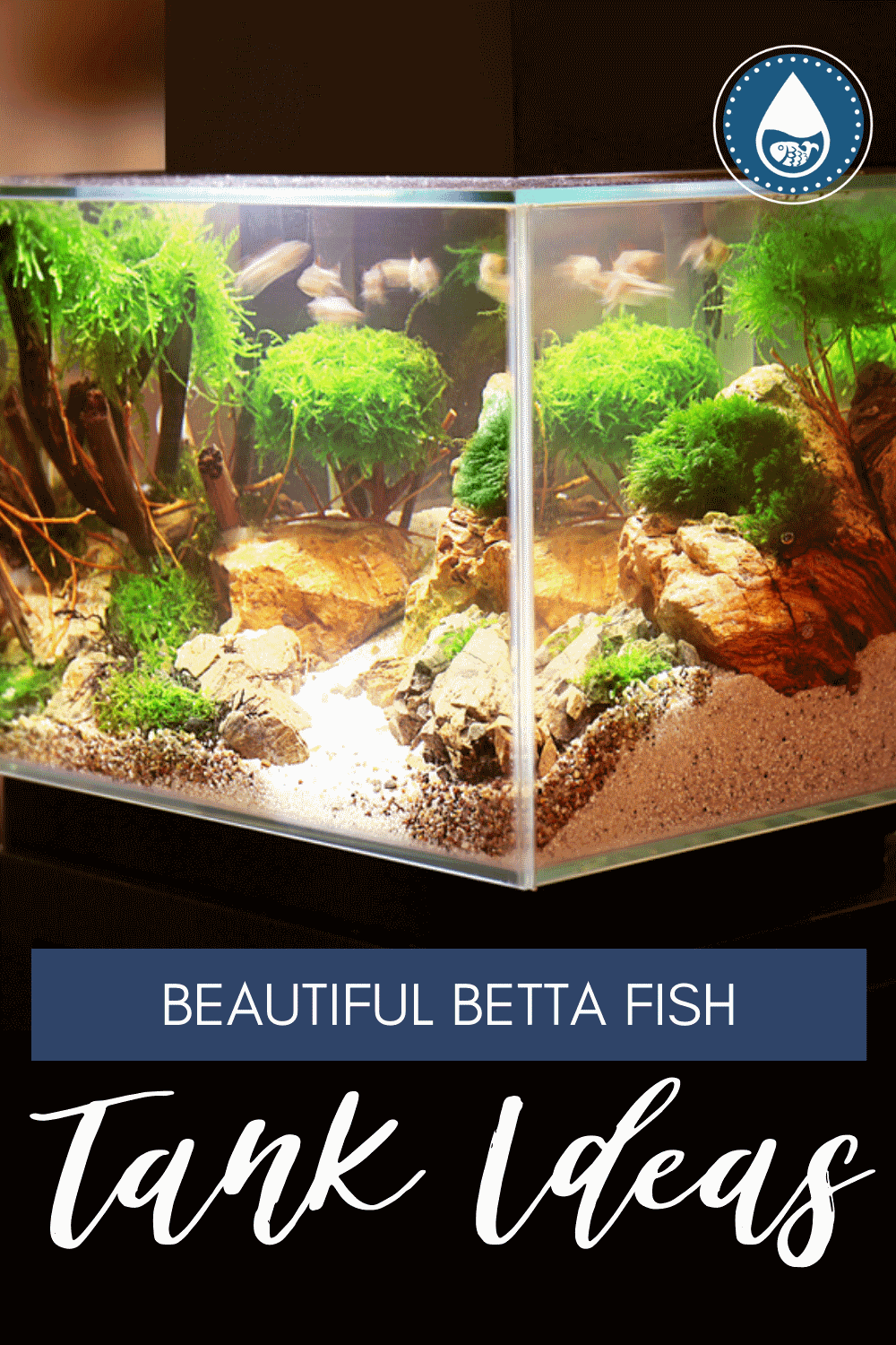 Betta Fish Tank Ideas Unique, Cute, And Cool Designs