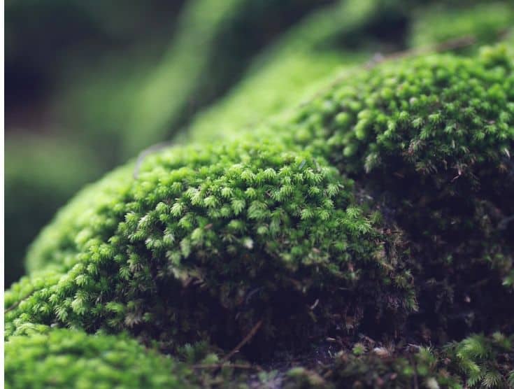 Christmas Moss Vs Java Moss Which Should I Get For My Tank?