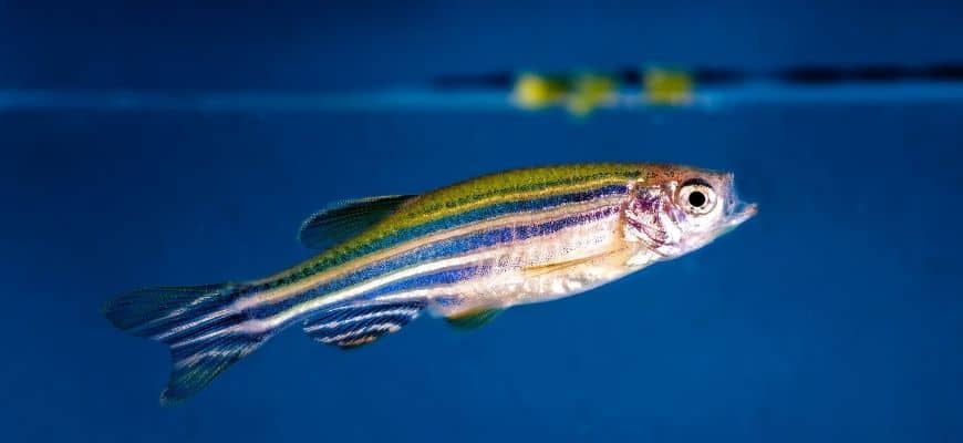 How To Humanely Euthanize Your Fish