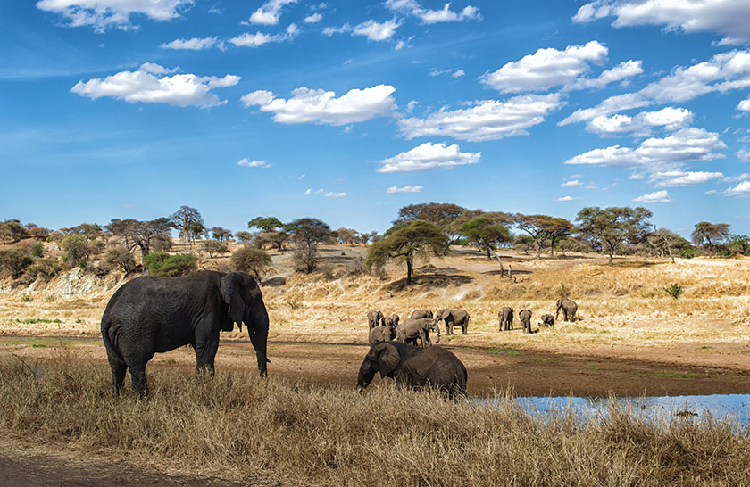 1 Day Tengeru Coffee Tour Tanzania Rodrick Safari